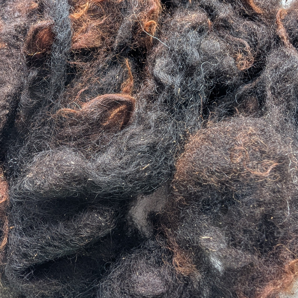 Fibre à filer Shetland locale cardée - 40 g