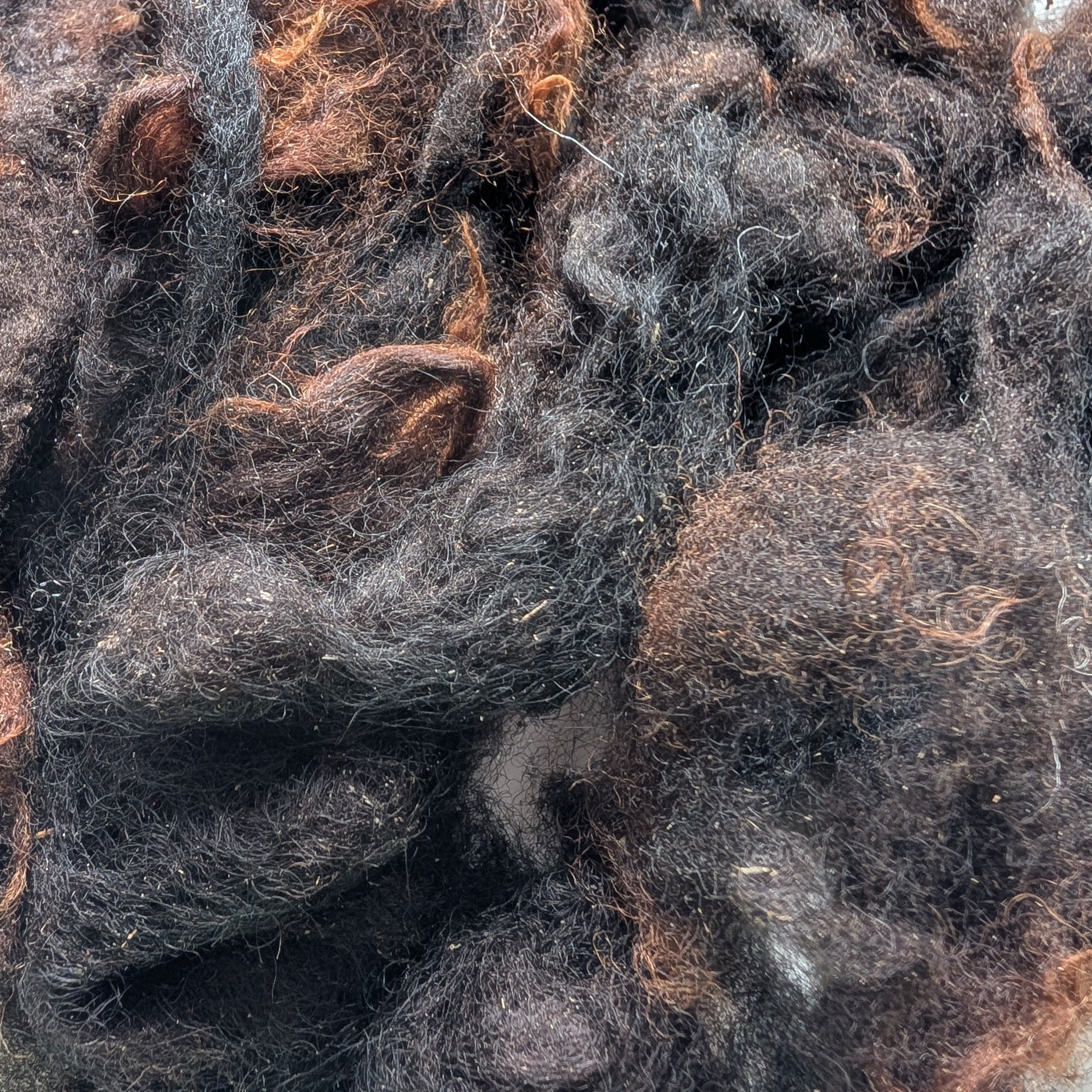 Fibre à filer Shetland locale cardée - 40 g